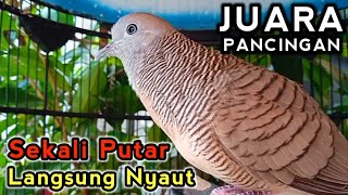 Perkutut lokal gacor Juara Pancingan Sekali Putar Langsung Ribut