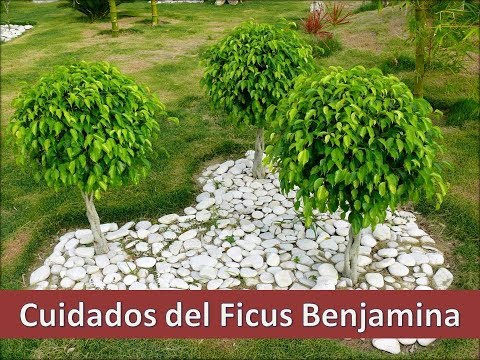 Vídeo: Com Cuidar El Ficus De Benjamin