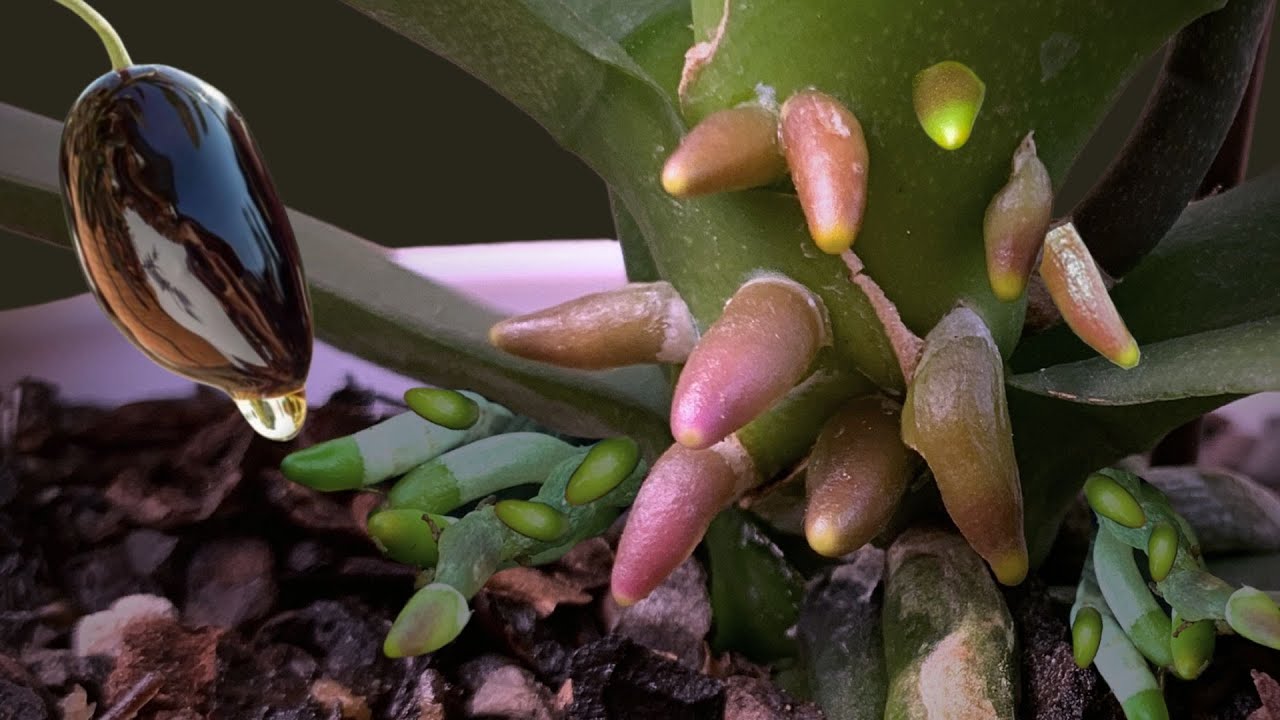 In Just 15 Days, Your Orchid Will Bloom and Grow New Roots – A Step-by-Step Guide!