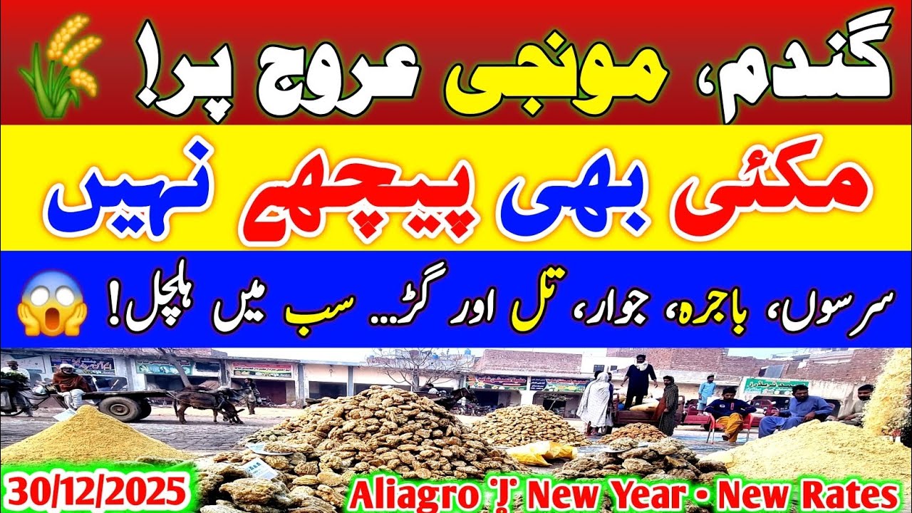 Munji & Wheat On Fire 🔥 | Sarson, Til, Makki Rates Today