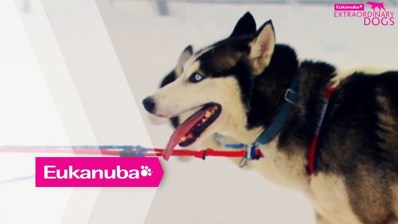 eukanuba husky