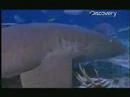 Video: What Sharks Eat