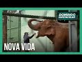 Elefanta resgata é transferida para santuário em Mato Grosso