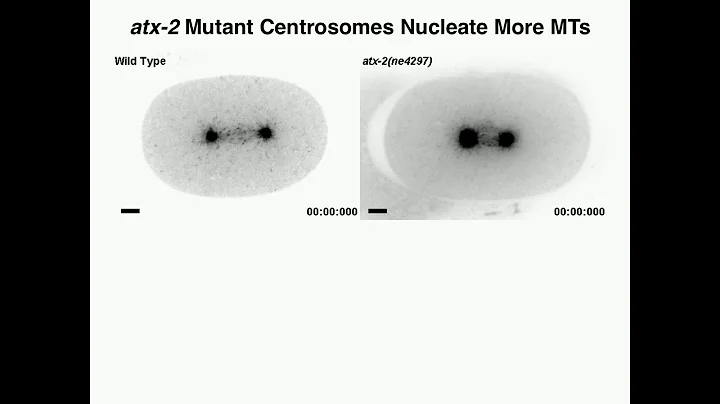 M Stubenvoll: ATX-2, The C. elegansOrtholog of Human Ataxin-2, Regulates Centrosome Size and Microtu