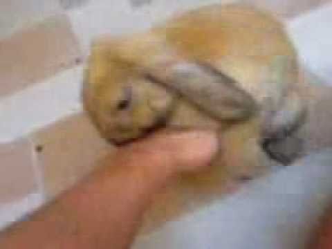 Hasen Porno Hasen Porno