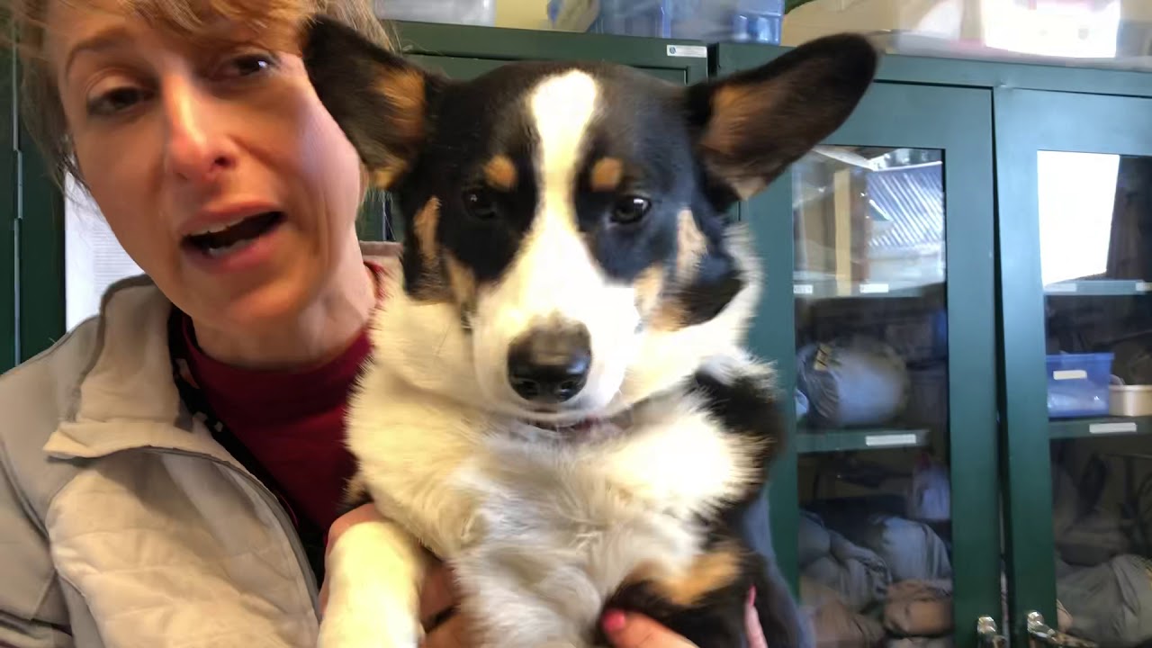 How Much Does A Skin Biopsy Cost For A Dog