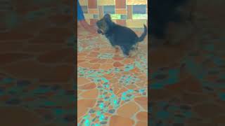 jaraman shiraz #germanshepherd