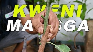 Cara Sambung Pucuk Mangga Kweni
