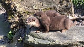 Otters at Welsh Mountain Zoo