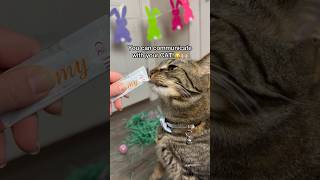 THIS is how to communicate with your cat!