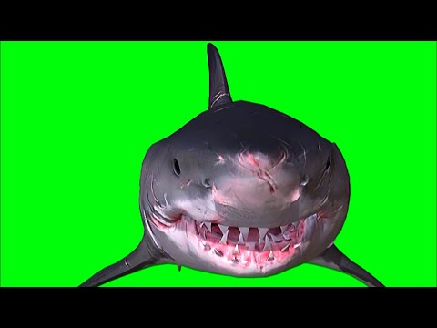 Green screen shark