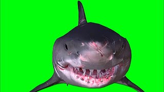 Green screen shark