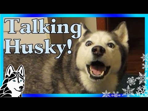 Siberian Husky and I Arguing Talking Husky Dog Throws Tantrum