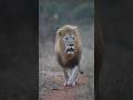 We live among the wild #youtubeshorts #animals #lion #africawildlife #wildanimals