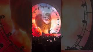 DJ Drops the Ultimate Cat Meme Remix #shorts #cat #memes #memecat #catmemes