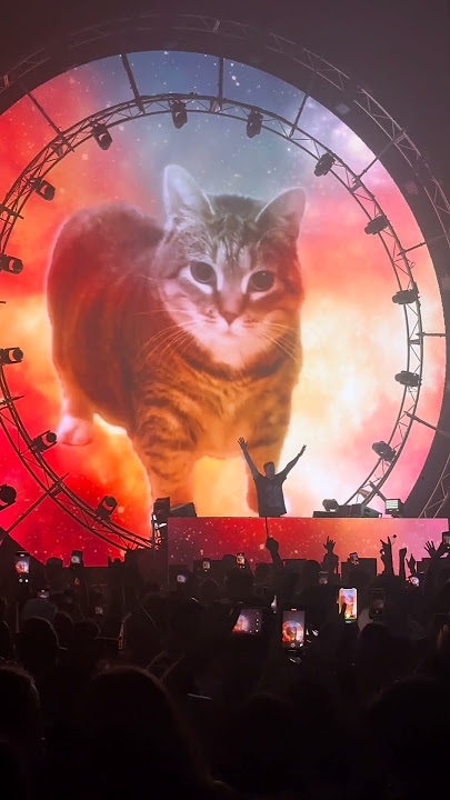 DJ Drops the Ultimate Cat Meme Remix #shorts #cat #memes #memecat #catmemes