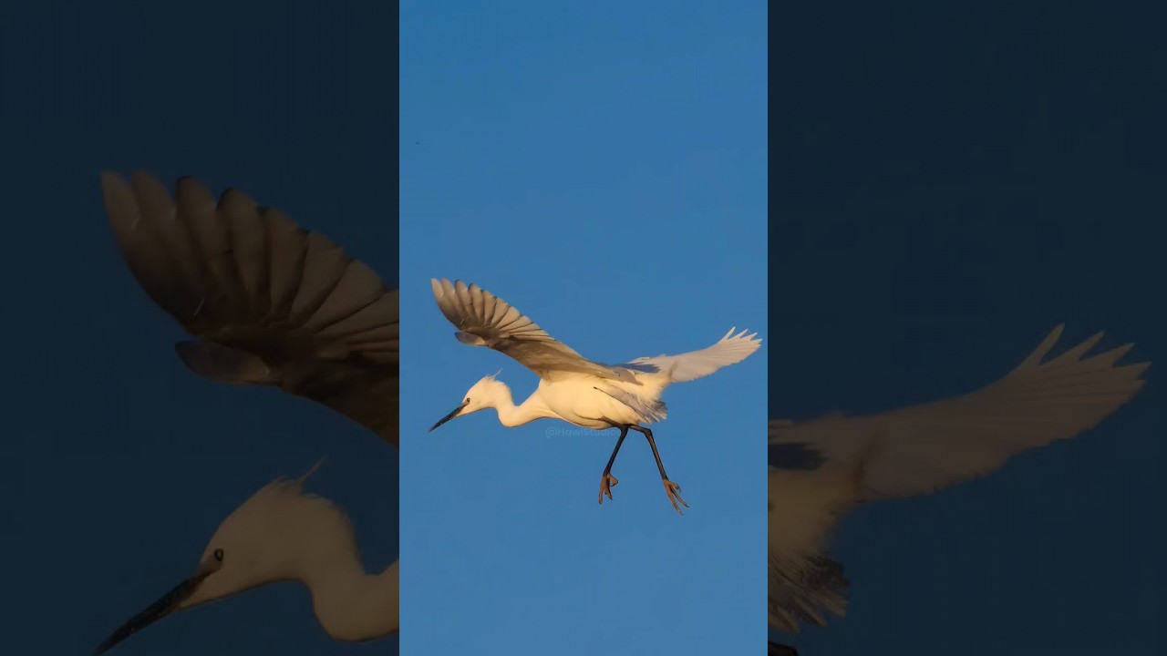 A Great Egret Flying Wincent EaT4U 