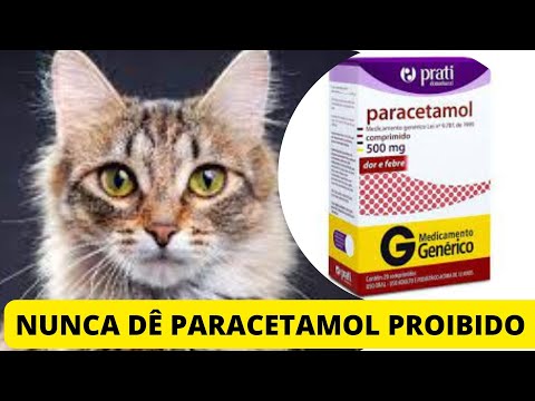 Vídeo: Legumes bons e ruins para cães