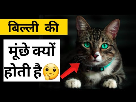 वीडियो: बिल्लियों में मूंछें क्यों होती हैं?