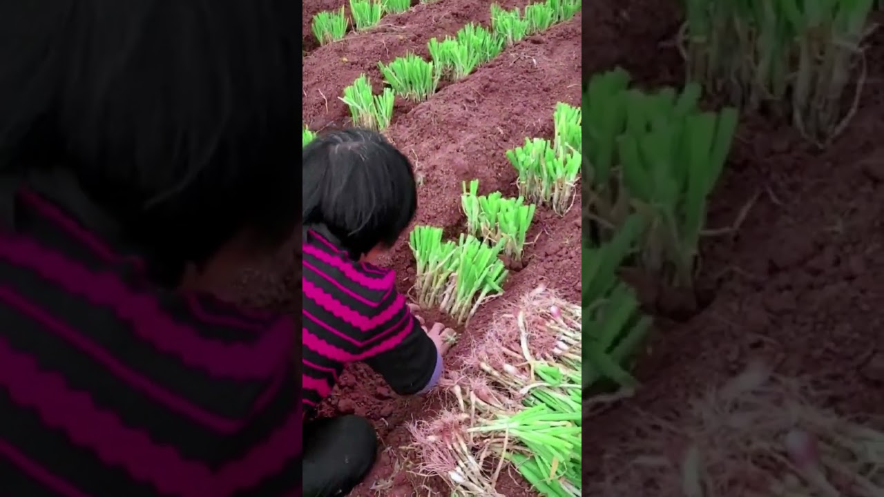 Green Onion Farming Techniques 