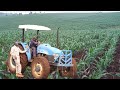 How to start a simple profitable maize farm