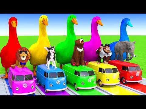5 Giant Duck Cartoon,Cow,Elephant,Tiger,Dinosaur,Paint Wild Animals Crossing Fountain Animation #603