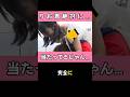 ゆうかちゃんとりお君がラブラブしてました #今日好き #スパノビ #ゆかりお #abema