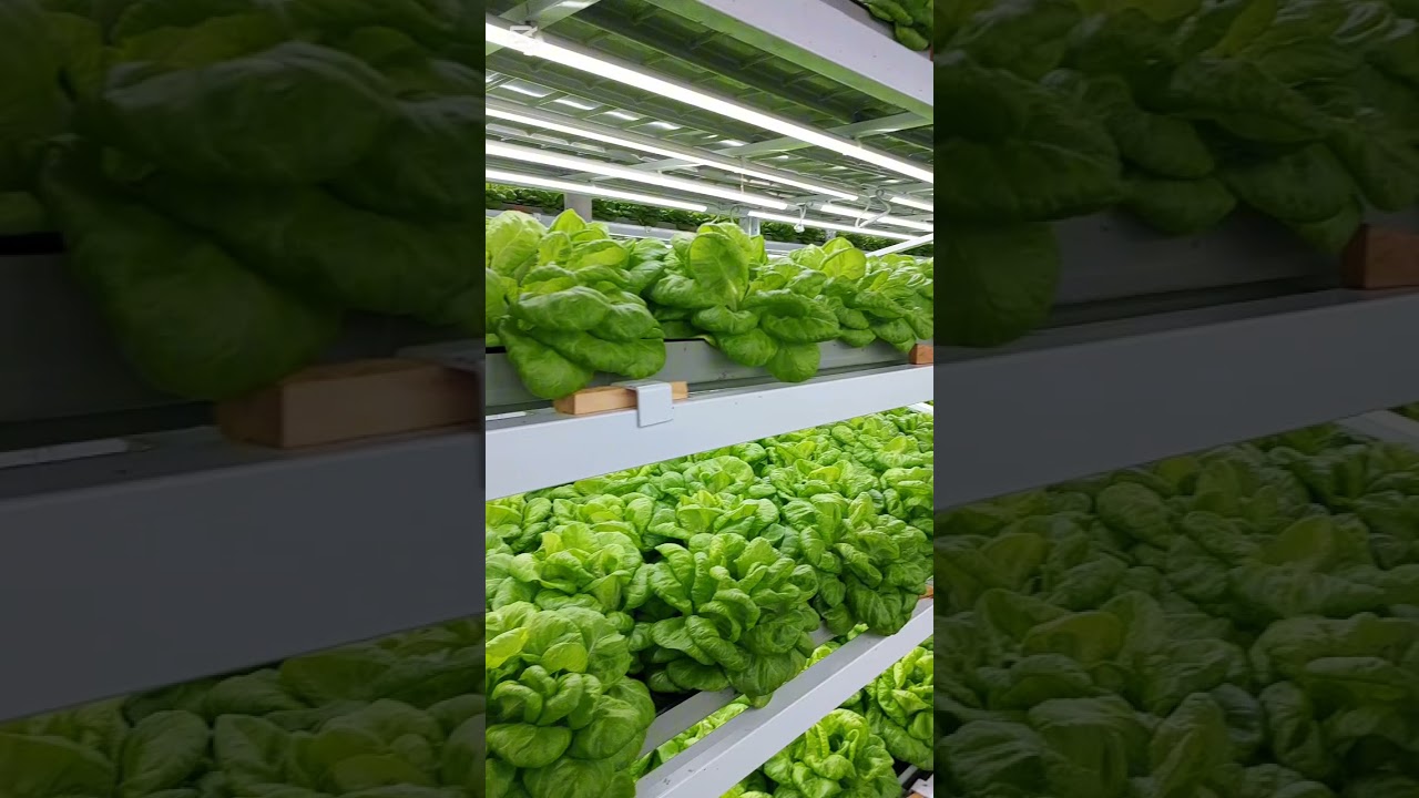 Indoor Farming Success | Lettuce Cultivation Step by Step 