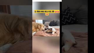 EL VÍDEO MÁS BELLO QUE VERÁS HOY 💓💓#shortscat