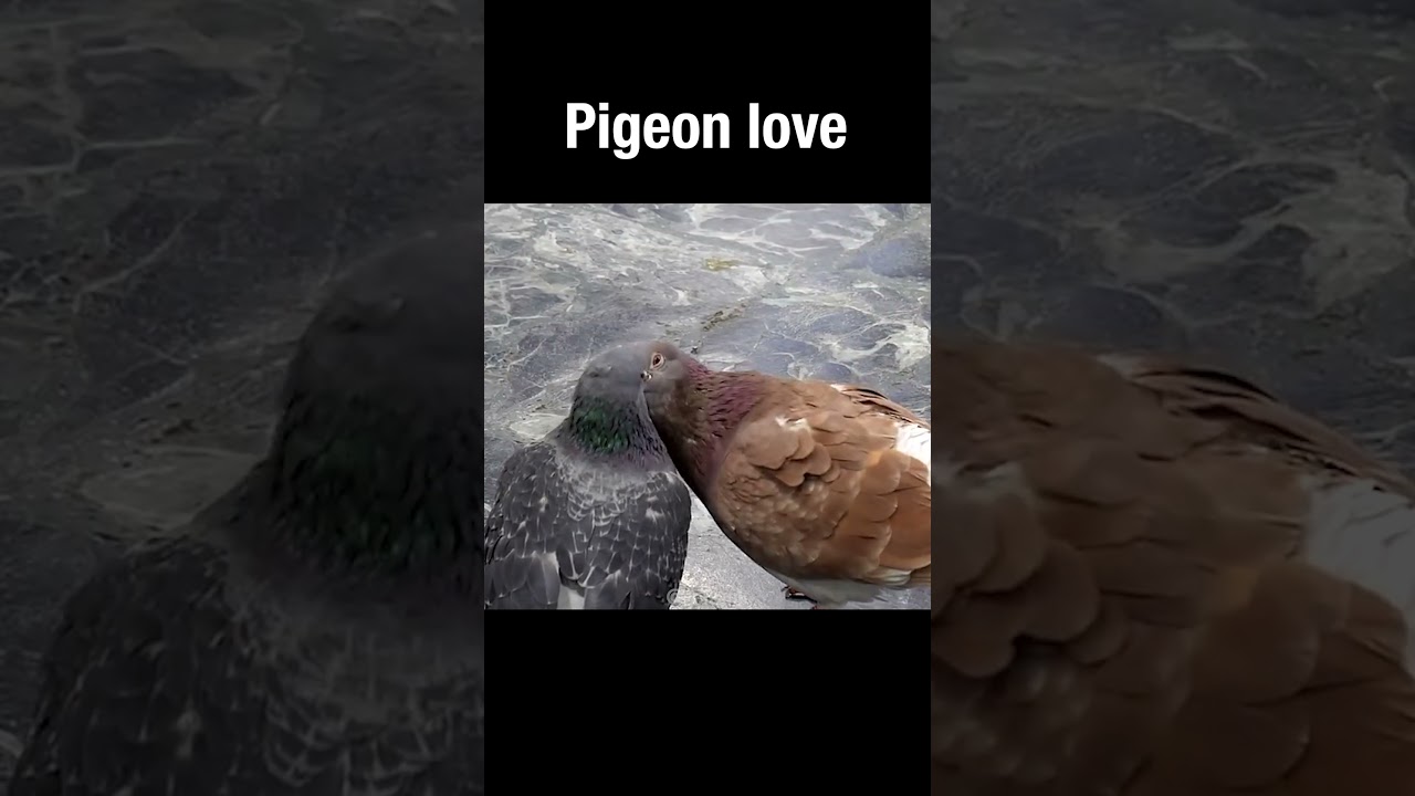 Pigeon Love 