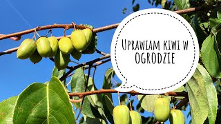 Uprawiam kiwi w ogrodzie- czy warto