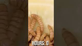 Mealworms vs Butter #shorts #shortsvideo #meal