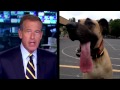 A Dog in Oregon Ate 43 Socks and Is Impressively Still Kicking