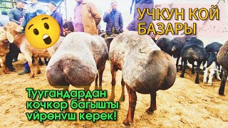 Кочкорлор арзан. Кочкор алчуулар, азыр алып калыныздар! 🐑🐑🐑