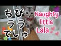 52.お転婆ちびララ /Naughty little Lala