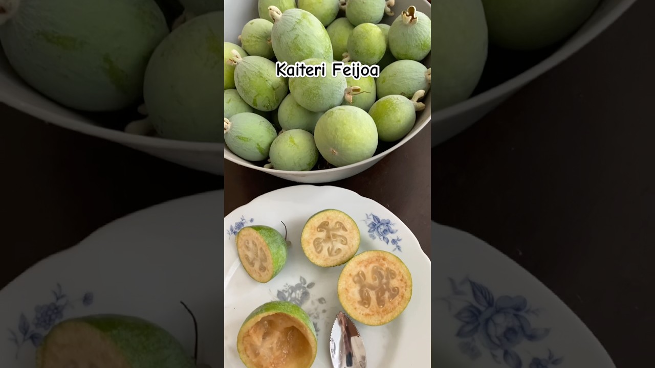 Kaiteri Feijoa on October 1, 2025
