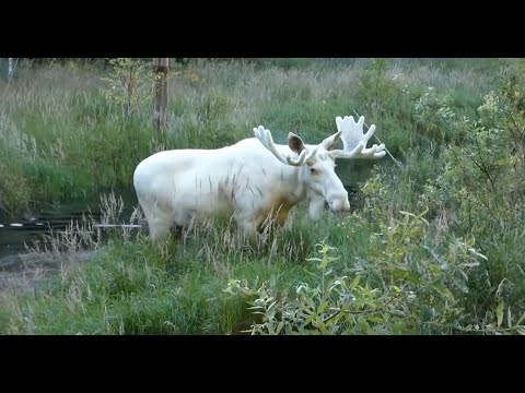 Video: Cik vecs bija Melnais alnis, kad viņam bija lieliska vīzija?