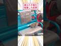凍えた子猫を保護した結果 #2ch動物スレ #猫動画 #猫のいる暮らし