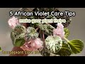 Top 5 african violet care tips  how to water lighting repotting fertilizer  houseplant care 101