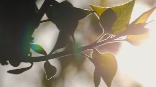 [Preview] Chris Langan - Plants as Telors - CTMU