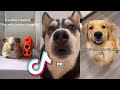 These CUTE TIKTOK ANIMALS will MAKE YOUR DAY