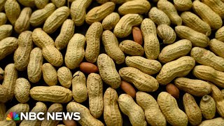 New evidence that feeding the youngest children peanut products can reduce allergies