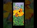 @-earth.plants-animalsCheiranthus/Erysimum cheiri, common wall flower,lule sheboja e rëndomt