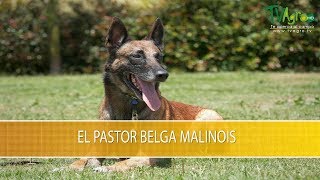 El Pastor Belga Malinois Parte 1 TvAgro por Juan Gonzalo Angel Restrepo