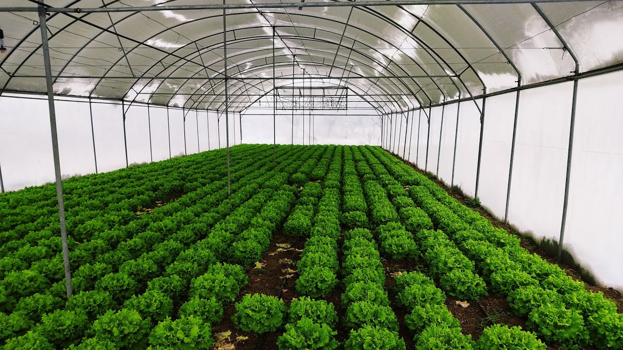 Serada Isıtma, Dikim Aralıkları ve Fiyatlar