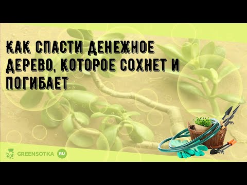 Как спасти денежное дерево, которое сохнет и погибает