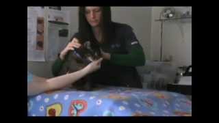 Certified Veterinary Acupuncture with Dr. Abby Regner