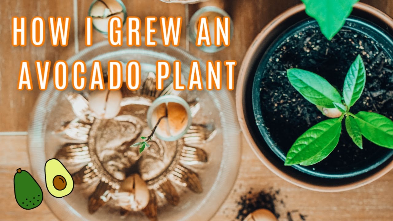 AVOCADO PLANT UPDATE & HOW TO
