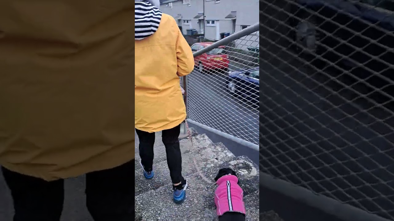 Olli goes for a walk 🐕 