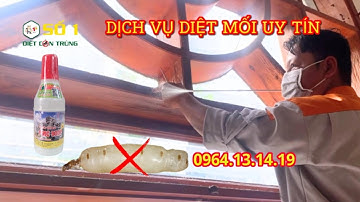 Dịch Vụ Diệt Mối Uy Tín – Cam Kết Diệt Tận Gốc 100%